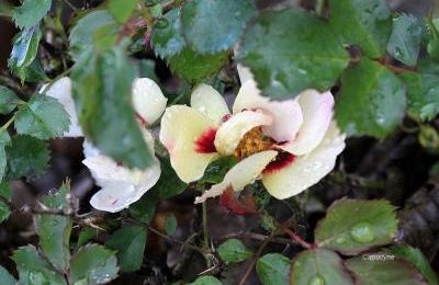 Premières roses