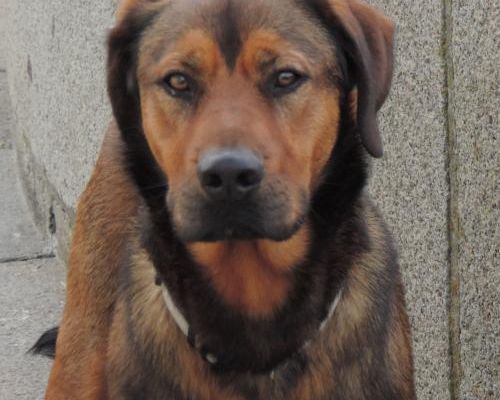 un chien qui ?