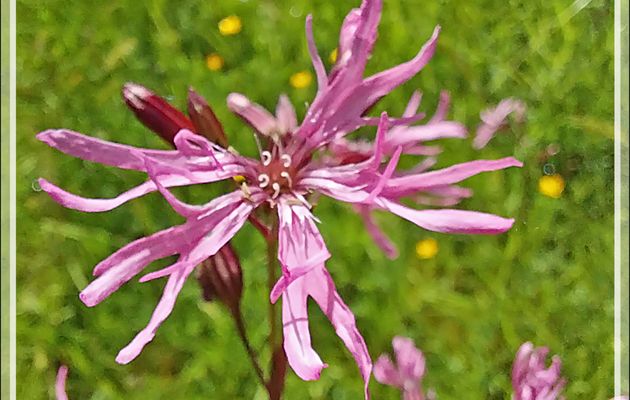 Lychnis fleur de coucou ou Œillet des prés (Silene flos-cuculi) - Lartigau - Milhas - 31