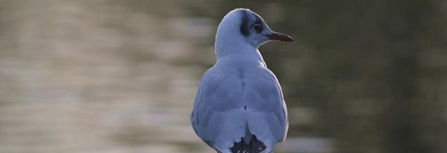 Pourquoi des mouettes à Paris ?