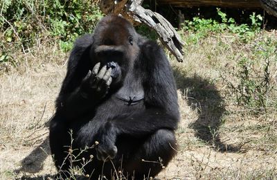 Les gorilles de la Vallée des Singes à Romagne : Maman Gorille et ses bébés...