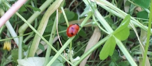 Une petite coccinelle