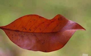 Naturellement 