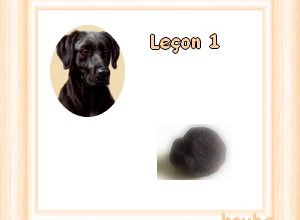 Premier cours de cavage de Gump