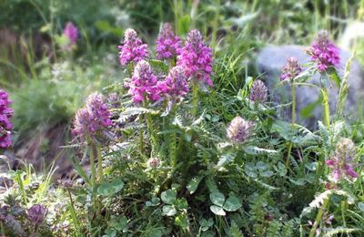 Pedicularis verticillata  -  pédiculaire verticillé