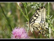 Machaon ou Grand porte-queue (Papilio machaon) - Papilionidae