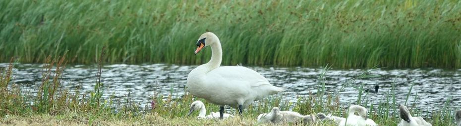 Dans le parc du Marquenterre #3 Des cygnes