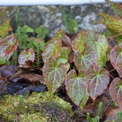 Epimedium