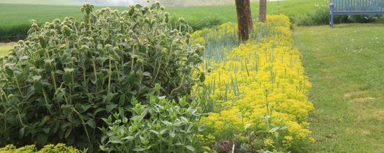 Phlomis fruticosa