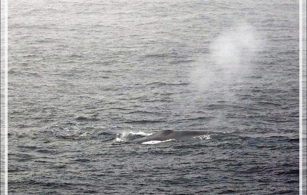 19/02/2022 : le Passage de Drake passé, l'océan s'est calmé. Des baleines sont annoncées. Deux rares baleines bleues puis deux baleines à bosse. Un premier iceberg , au loin, émerge de la brume