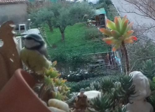 Le lien : la mésange de Claude