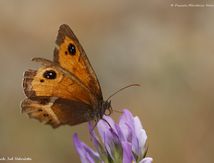 Ocellé rubané ou Tityre - Pyronia bathseba - Nymphalidae