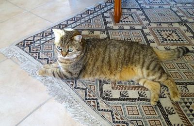 La semaine de Quya - Chat pître 2