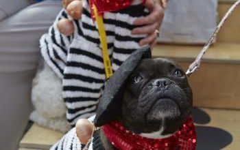 mode fashion dog london