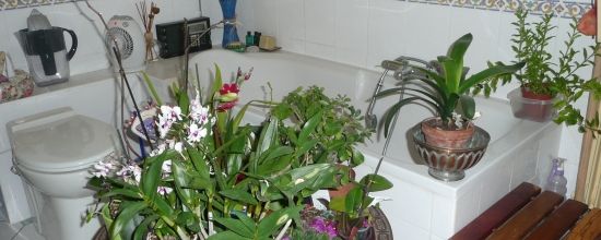 Mes orchidées à moi