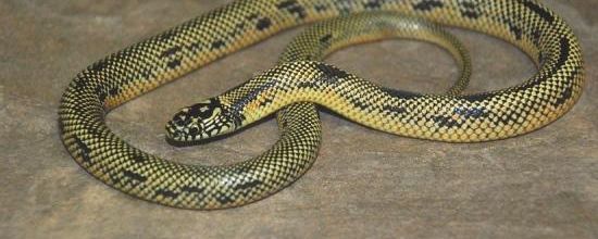 Lampropeltus getula goini (Neill &amp; Allen, 1949)
