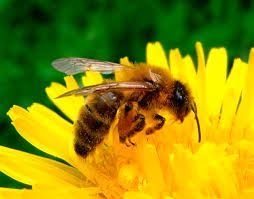 L'abeille et la fleur