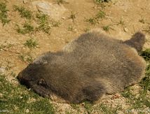 Marmottes