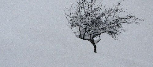 Un arbre dans le froid