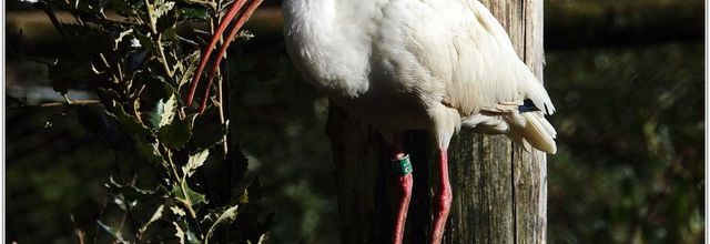 Ibis Blanc (1) - Eudocimus albus
