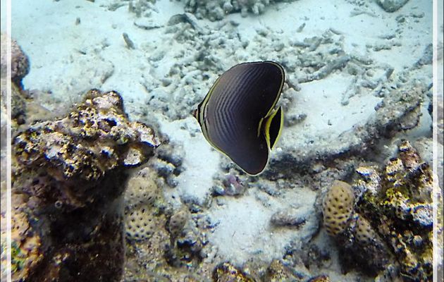  Snorkeling : Poisson-papillon triangulaire indien, Triangle butterflyfish (Chaetodon triangulum) - Moofushi - Atoll d'Ari - Maldives