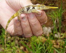 Anolis proboscis