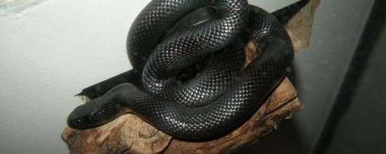 Lampropeltis getula nigrita