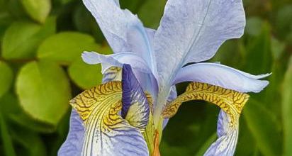 Les plus beaux iris de Dominique