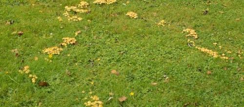 Rond de sorcières, cercle des fées...