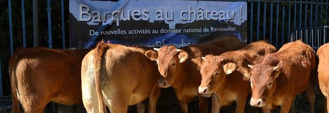Rambouillet : Fête de la Saint Lubin : Veaux, vaches et ânes !