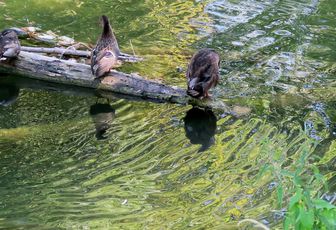 DEFI REFLETS D'ANNIE n°21