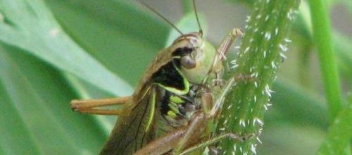 ...insecte sauteur...
