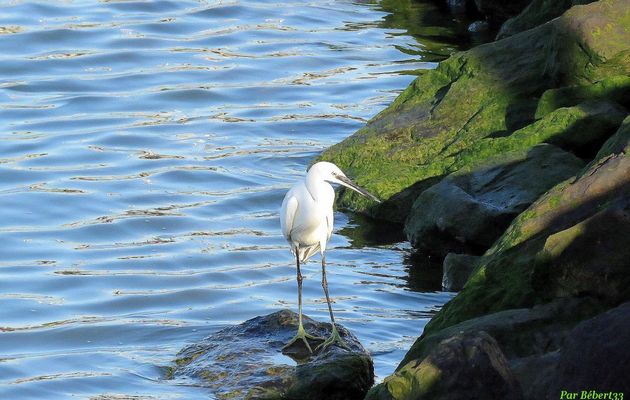 une aigrette qui a faim ...