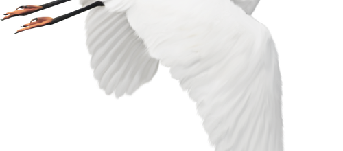 Madarak