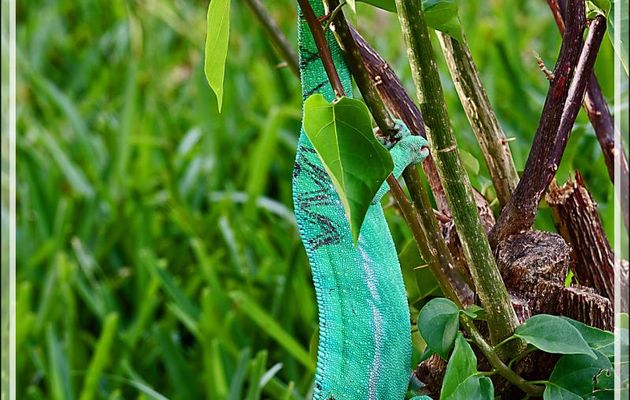 Caméléon panthère mâle, Panther chameleon (Furcifer pardalis) - Nosy Be - Madagascar