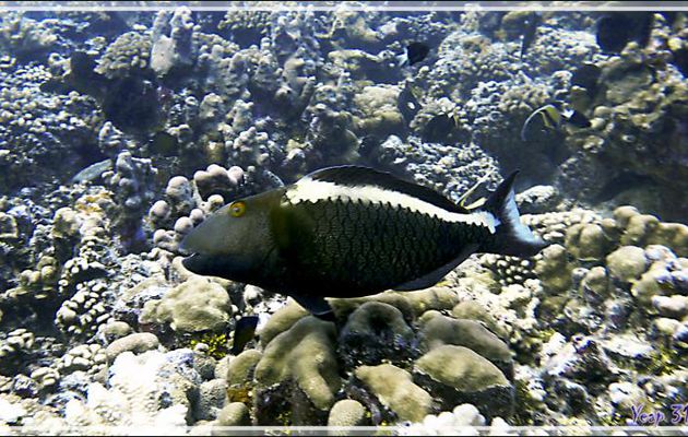 Poisson-perroquet bicolore femelle, Bicolor parrotfish or Spotted parrotfish (Cetoscarus ocellatus) - Passe Tumakohua - Fakarava sud - Tuamotu - Polynésie française
