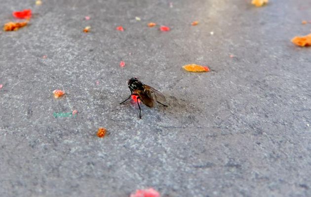 trois invitées sur la table du CCar