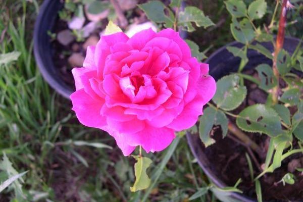 ROSES (encore)