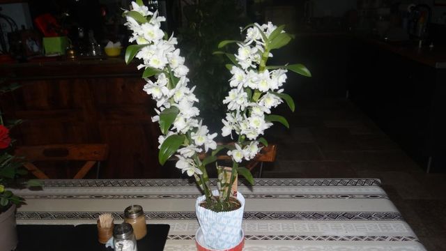 Les Fleurs de la Fin de Semaine