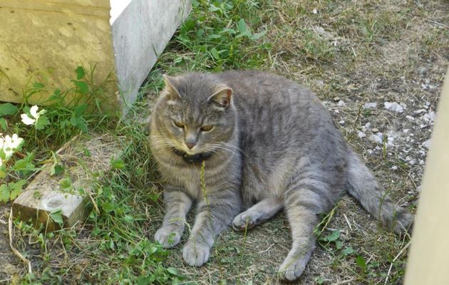 VISITE  CHEZ  FRIMOUSSE