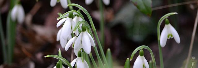 Est-ce le printemps ? Le perce-neige et le crocus