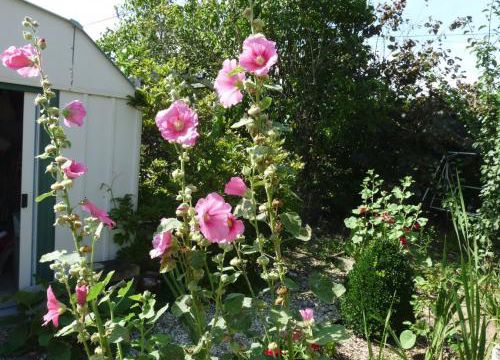 Je papote du jardin ...