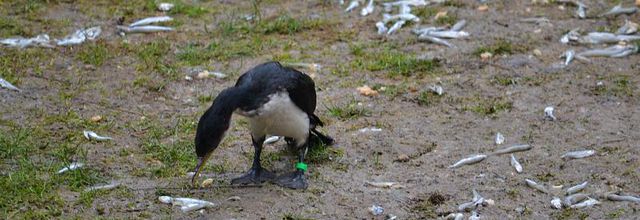 Ménagerie du Jardin des Plantes : Cormoran Pie