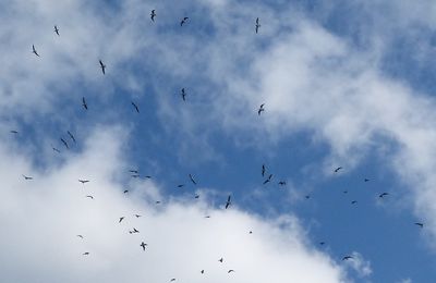 Mes oiseaux 