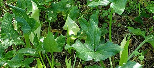 Arum italicum - arum d'Italie - gouet d'Italie