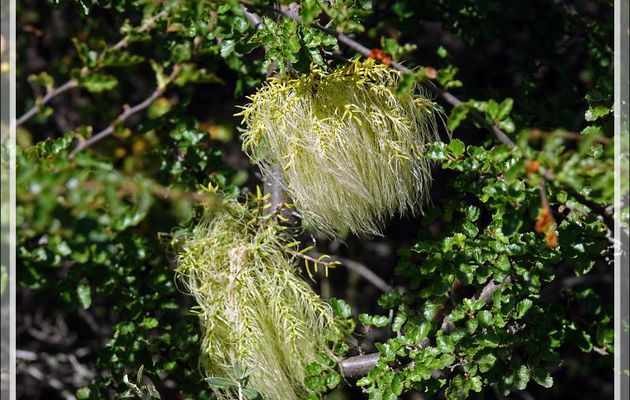 Plante semi-parasite des hêtres antarctiques (Nothofagus ou Ñirre) : Barbe d'ange (Misodendrum oblongifolium) - Lac Acigami - Lapataia - Terre de Feu - Argentine