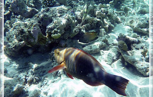 Poisson-perroquet indéterminé - Moofushi - Atoll d'Ari - Maldives