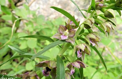 Epipactis helleborine  -  épipactis à larges feuilles