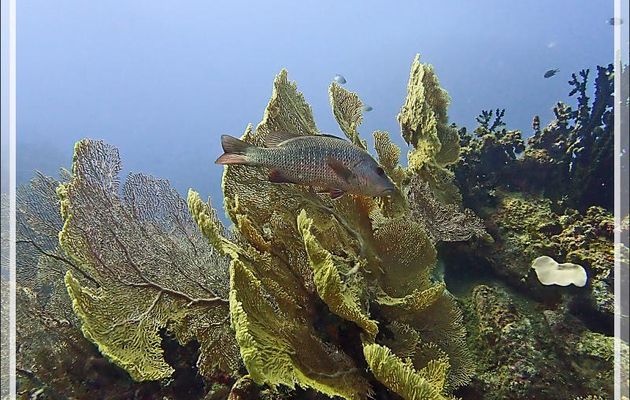 Vivaneau des mangroves, Sarde, Mangrove red snaper, Mangrove jack (Lutjanus argentimaculatus) - Les Tétons - Tsarabanjina - Mitsio - Madagascar