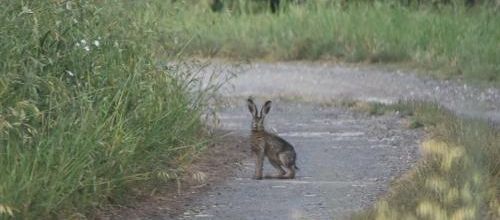 ... tiens, un lapin...?